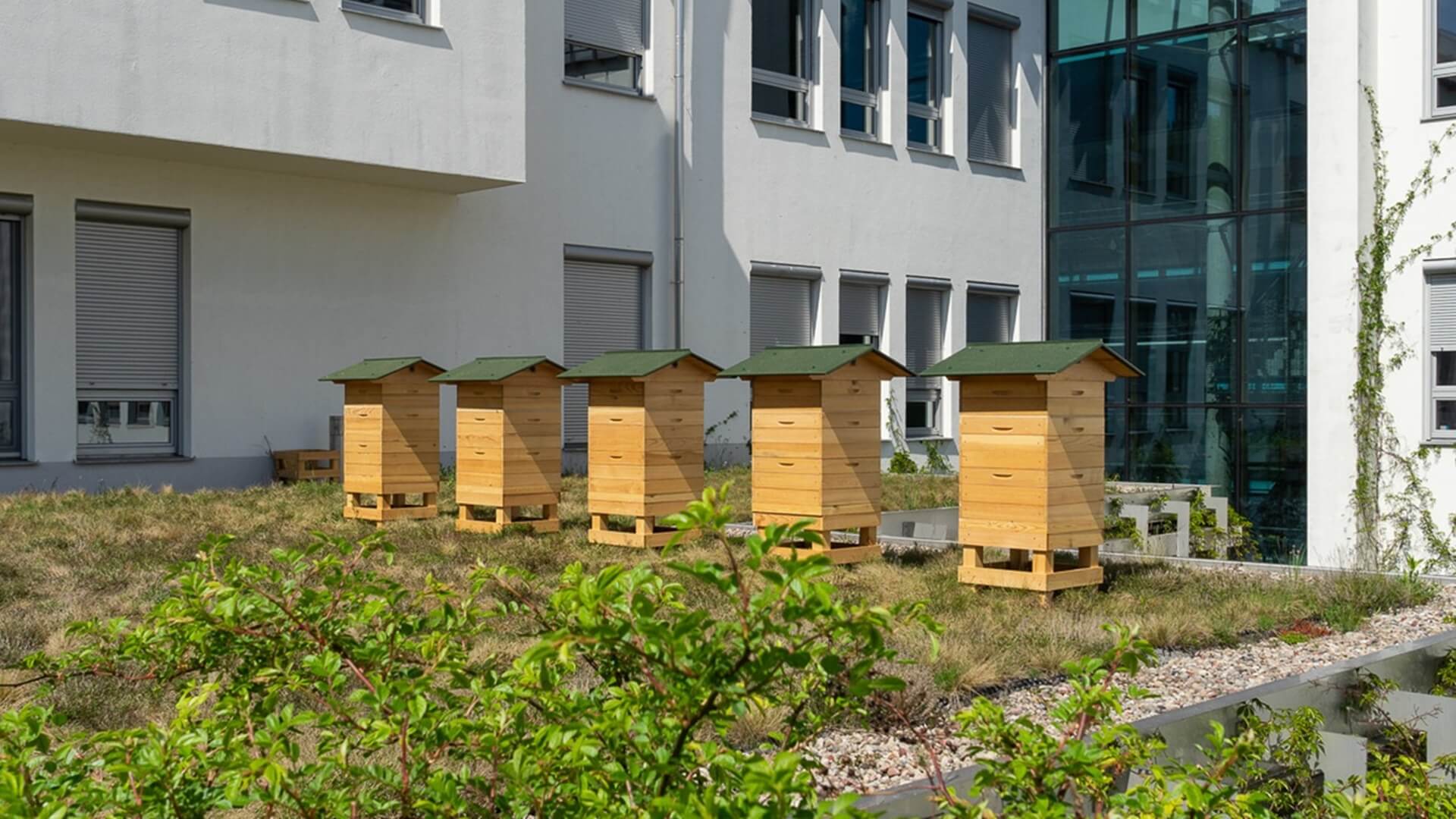 Uniwersyteckie Centrum Przyrodnicze Stworzy Wystawę Edukacyjną O Roli Pszczół W Przyrodzie 4133