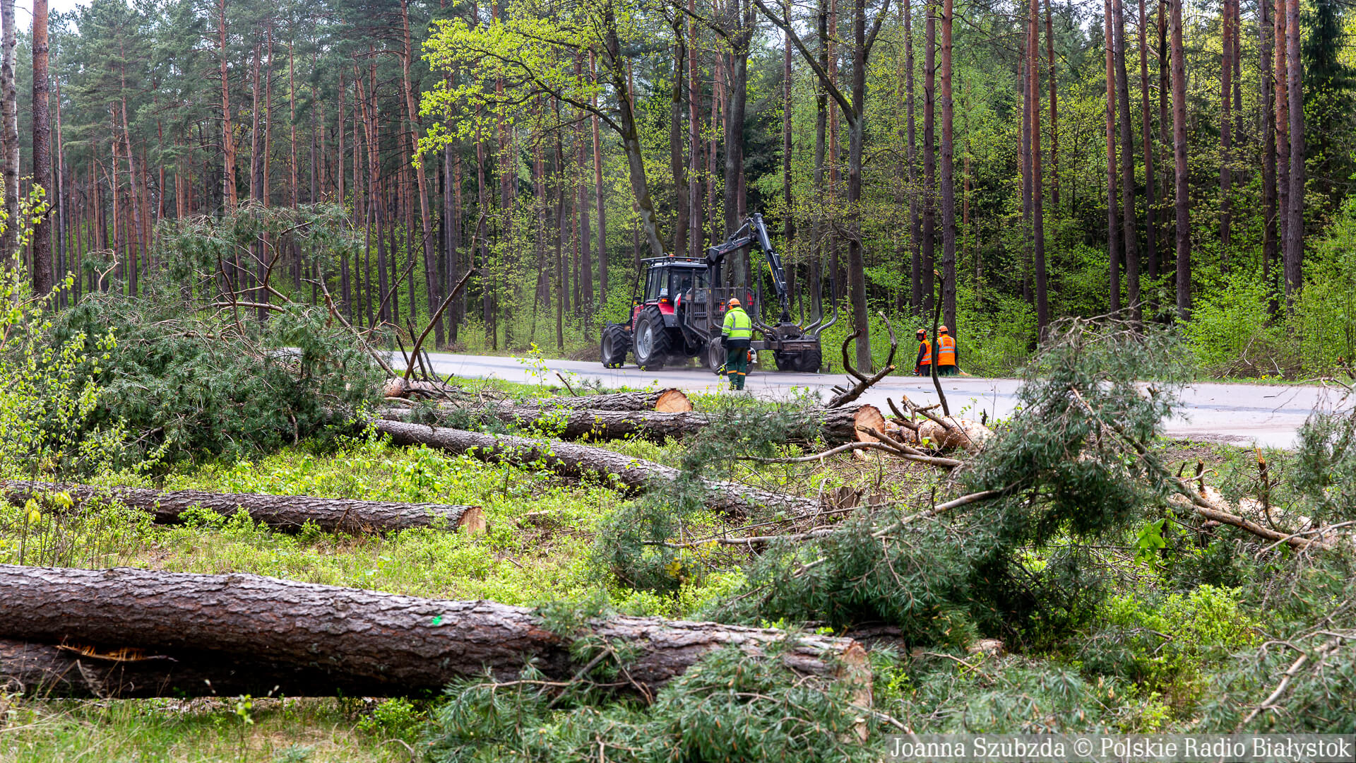 Wycinka drzew na trasie Białystok - Olmonty, fot. Joanna Szubzda