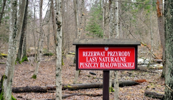 Puszcza Białowieska, fot. Adam Janczewski