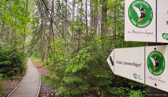 Biebrzański Park Narodowy, Ścieżka Czerwone Bagno, fot. Paweł Wądołowski