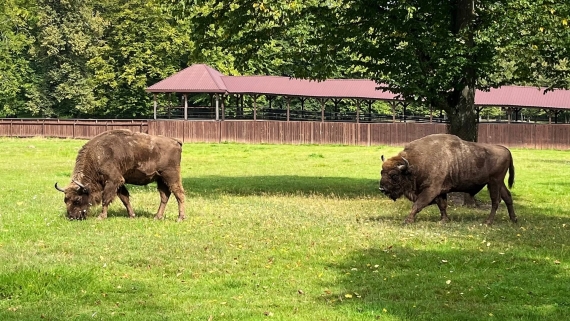 Rezerwat Pokazowy Żubrów, fot. Gabriela Lasota