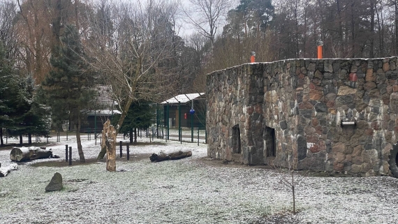 Wybieg śpiących niedźwiedzi w białostockim zoo, 08.02.2025, fot. Aneta Łaski