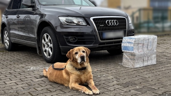 Labrador Odi, źródło: podlaska KAS