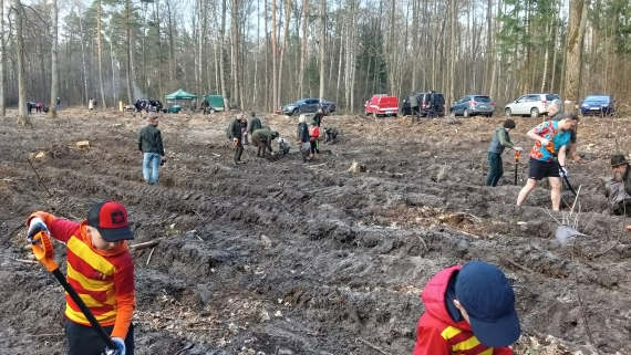 Piłkarze i kibice Jagiellonii Białystok posadzili kilkaset dębów w Lesie Solnickim, 21.03.2025, fot. Marcin Gliński