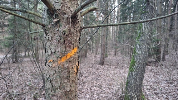 Oznaczenia na drzewach są przygotowaniem do trzebieży, 5.01.2025, fot. Paweł Wądołowski