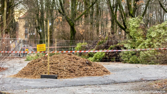 Wycinka blisko 100-letnich tuj w białostockim Parku Planty, 8.01.2025, fot. Sylwia Krassowska